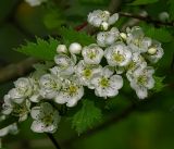 Crataegus