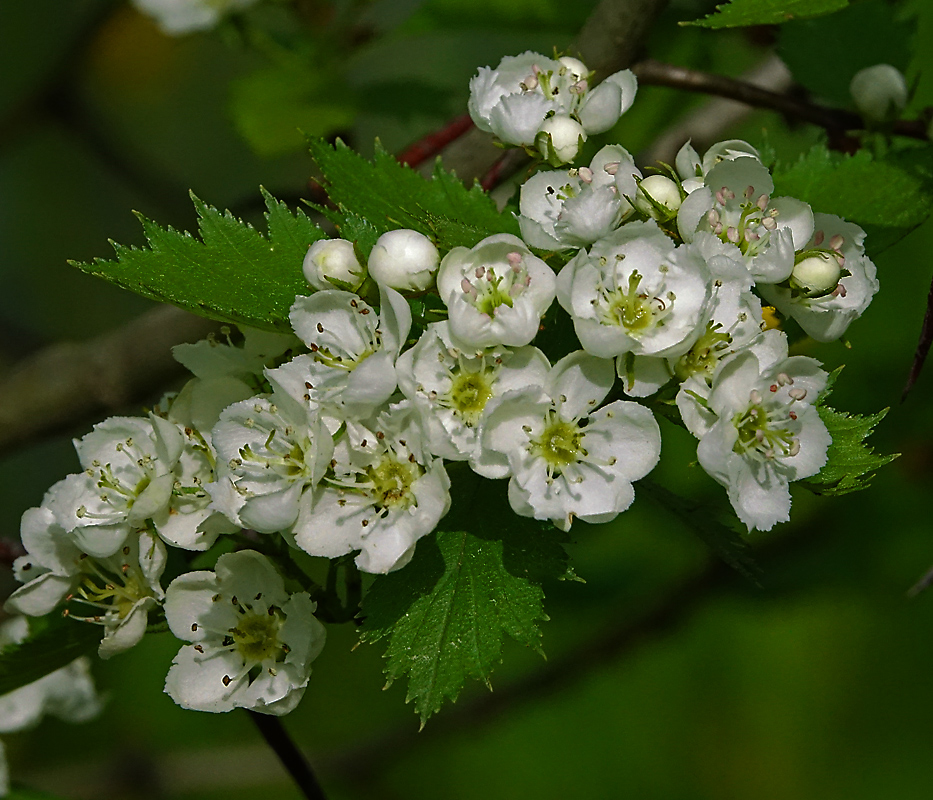 Изображение особи род Crataegus.