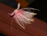 Barringtonia racemosa