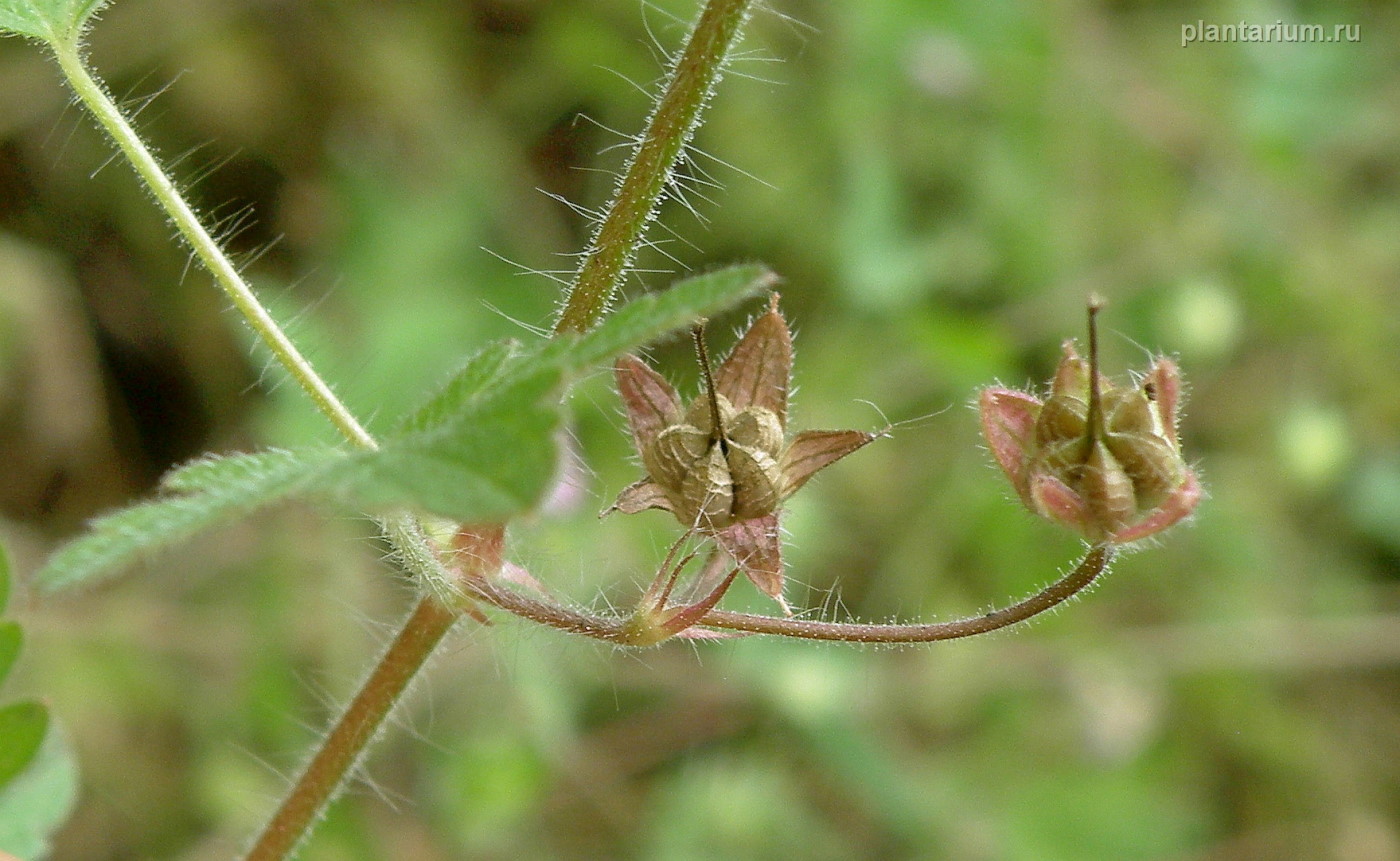 Image of Geranium divaricatum specimen.