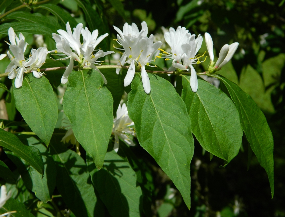 Image of Lonicera maackii specimen.