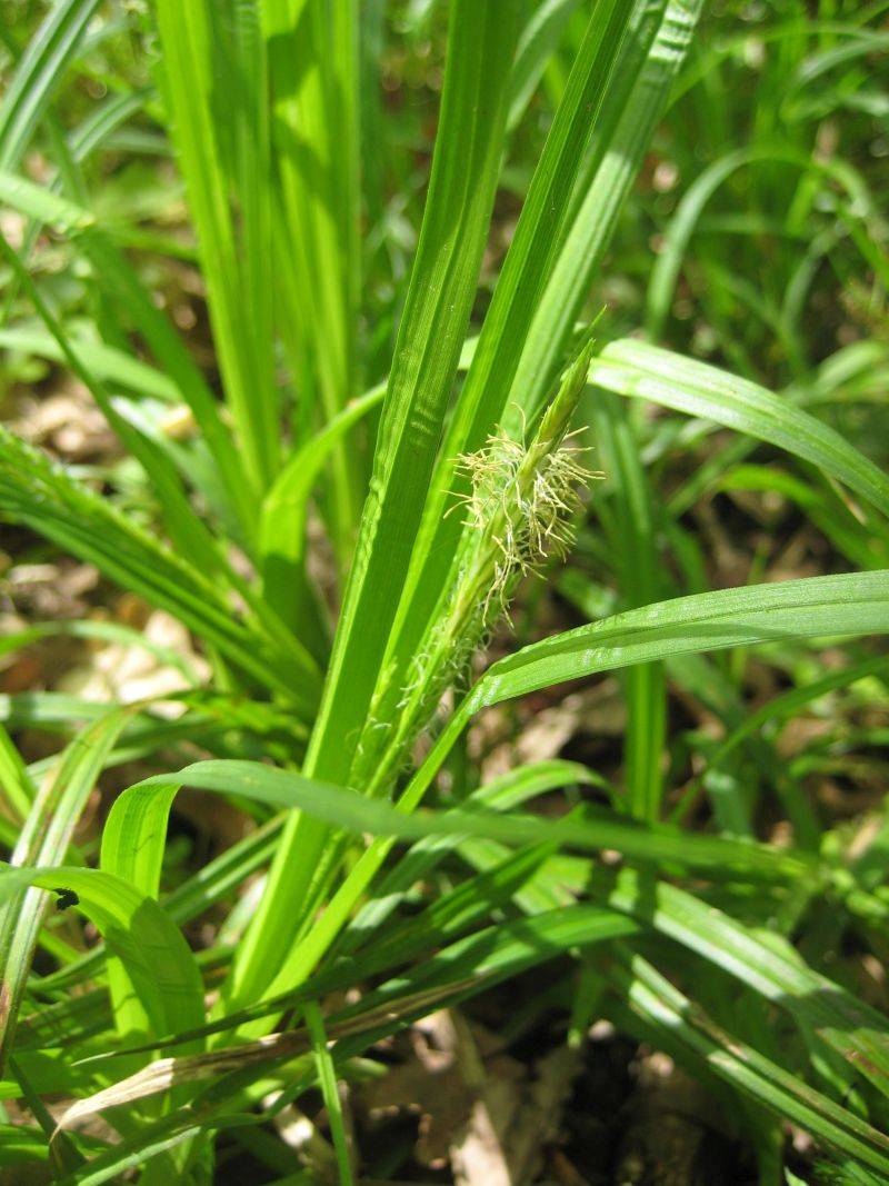 Изображение особи Carex sylvatica.