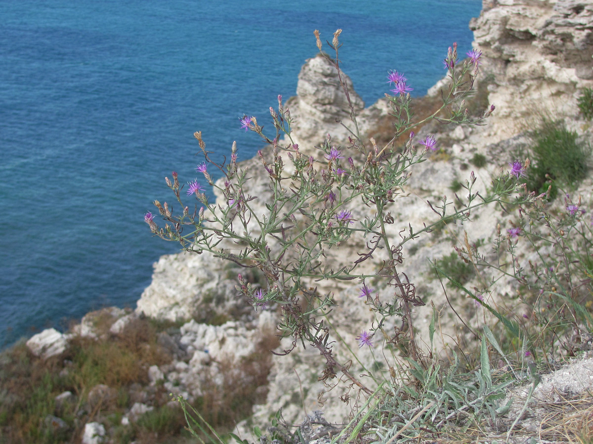 Изображение особи Centaurea lavrenkoana.