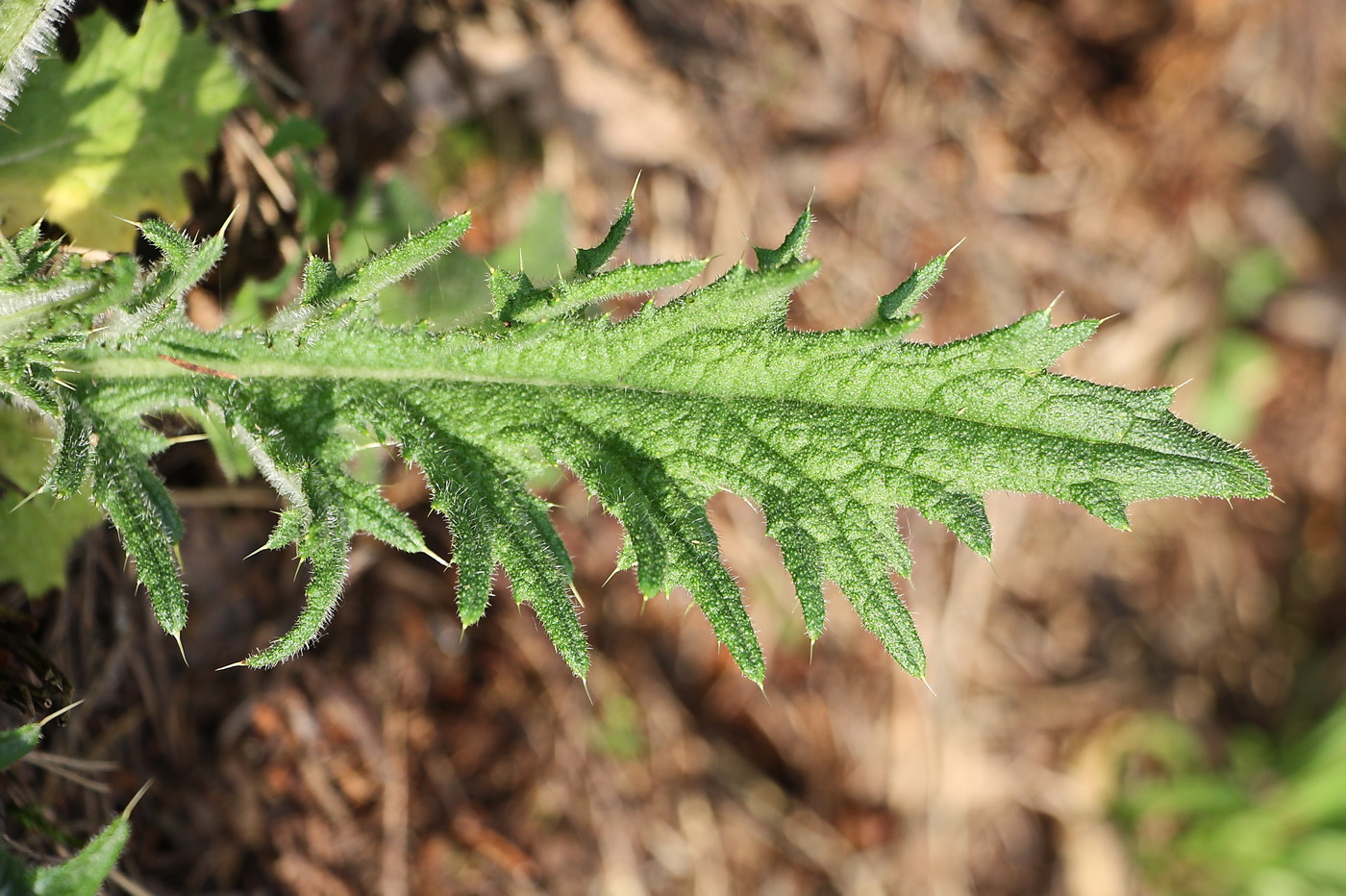 Image of Cirsium vulgare specimen.