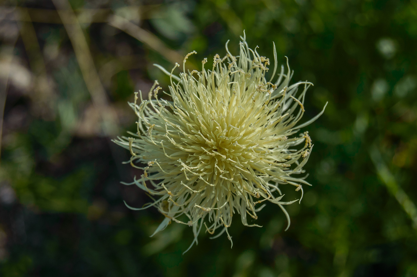 Изображение особи Rhaponticoides ruthenica.