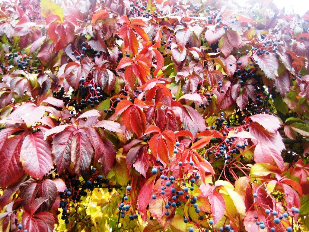 Image of Parthenocissus quinquefolia specimen.