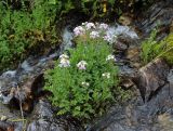 Cardamine uliginosa. Группа цветущих растений. Карачаево-Черкесия, Тебердинский заповедник, хр. Малая Хатипара, горный ручей. 14.07.2017.