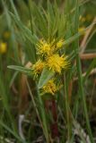 Naumburgia thyrsiflora