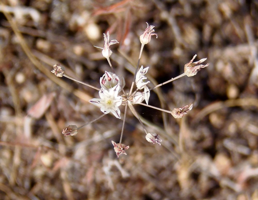 Image of Allium inaequale specimen.