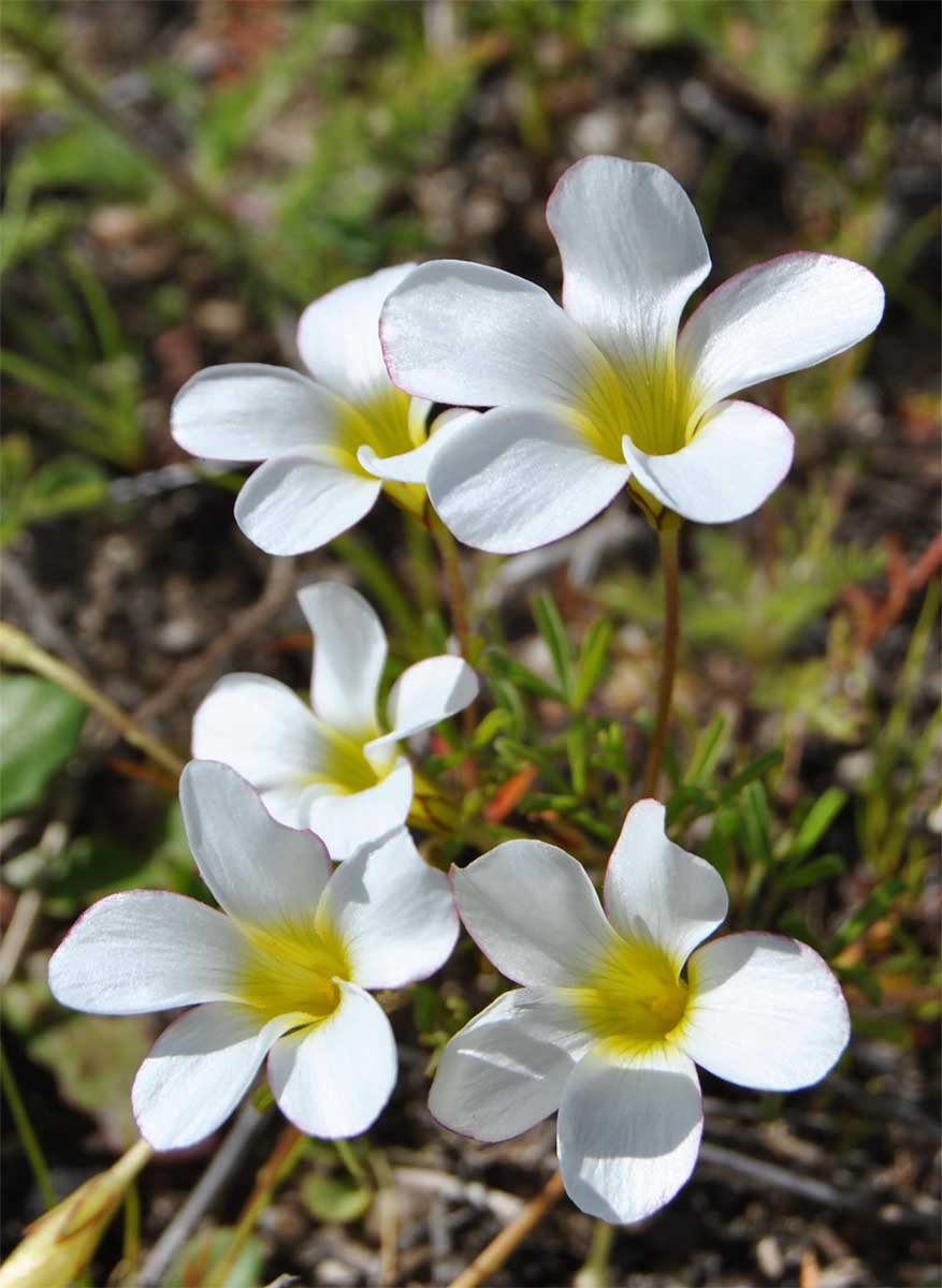 Изображение особи Oxalis versicolor.