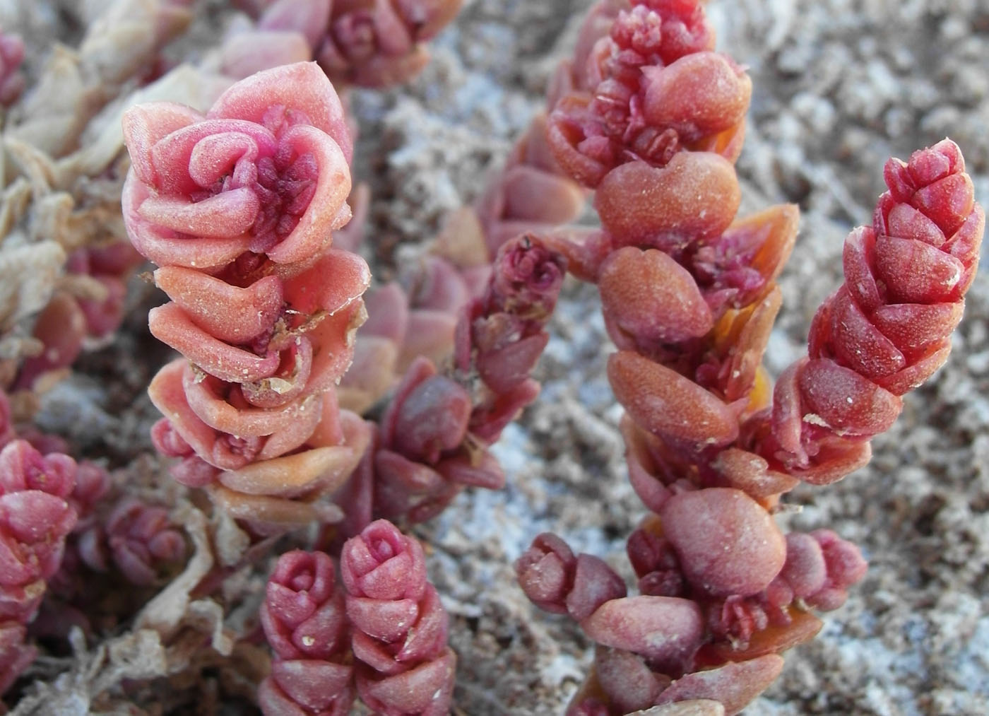 Изображение особи семейство Chenopodiaceae.