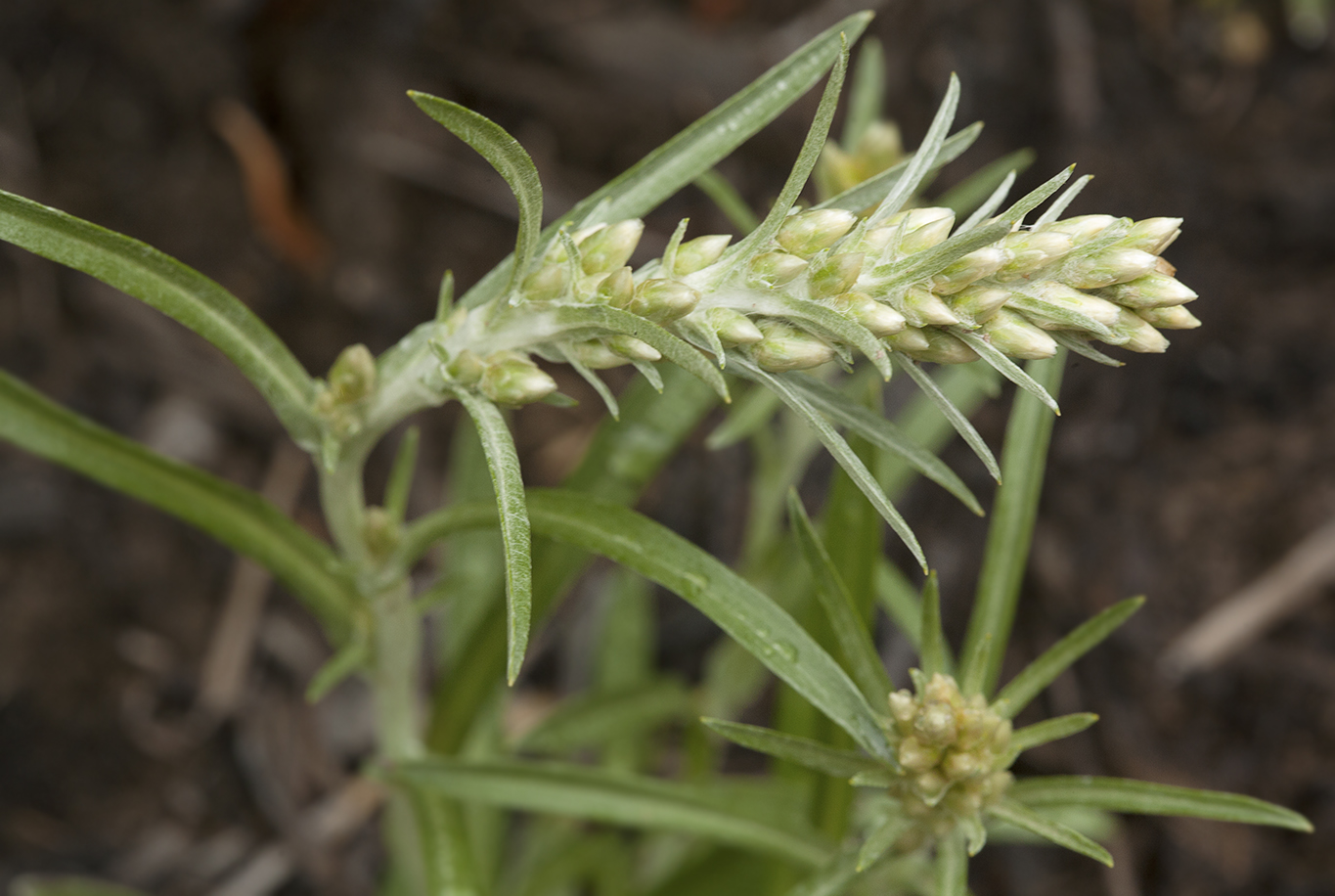 Image of Omalotheca sylvatica specimen.