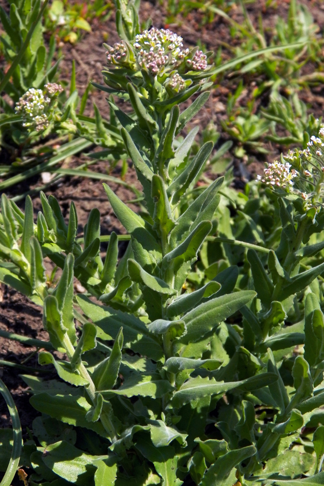 Image of Lepidium campestre specimen.