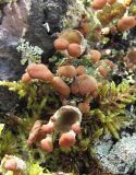 род Cladonia