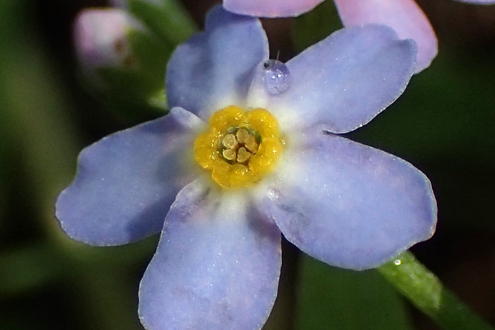 Изображение особи Myosotis palustris.