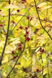 Euonymus europaeus