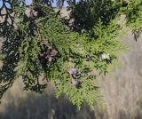 Image of taxon representative. Author is Игорь Павлов