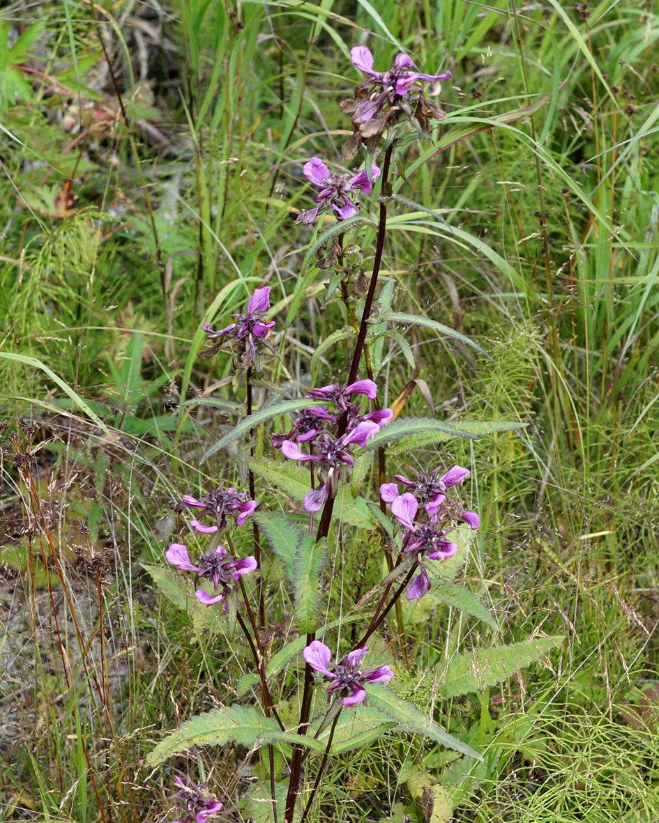 Изображение особи Pedicularis resupinata.