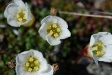 Diapensia obovata