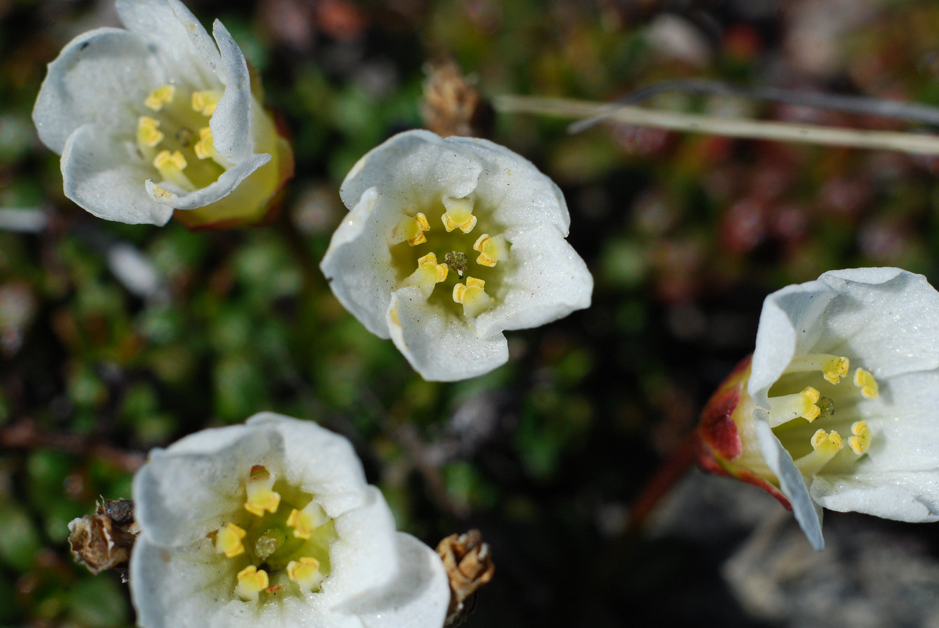 Image of Diapensia obovata specimen.