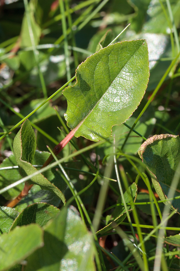 Изображение особи Salix herbacea.
