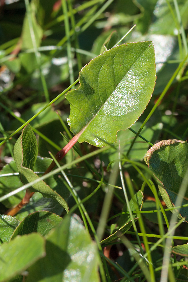 Image of genus Salix specimen.