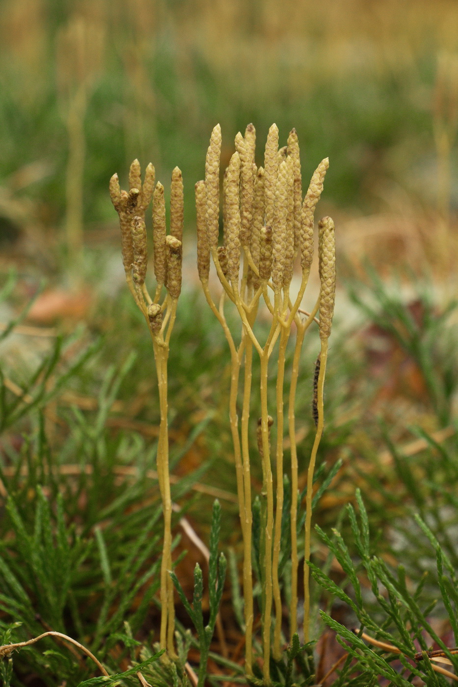 Image of Diphasiastrum complanatum specimen.