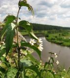 Vincetoxicum hirundinaria. Верхушка побега с соцветием. Средний Урал, Свердловская обл., городской округ Первоуральск, окр. с. Слобода, правый берег р. Чусовая, кромка известнякового отрога. 15.07.2017.