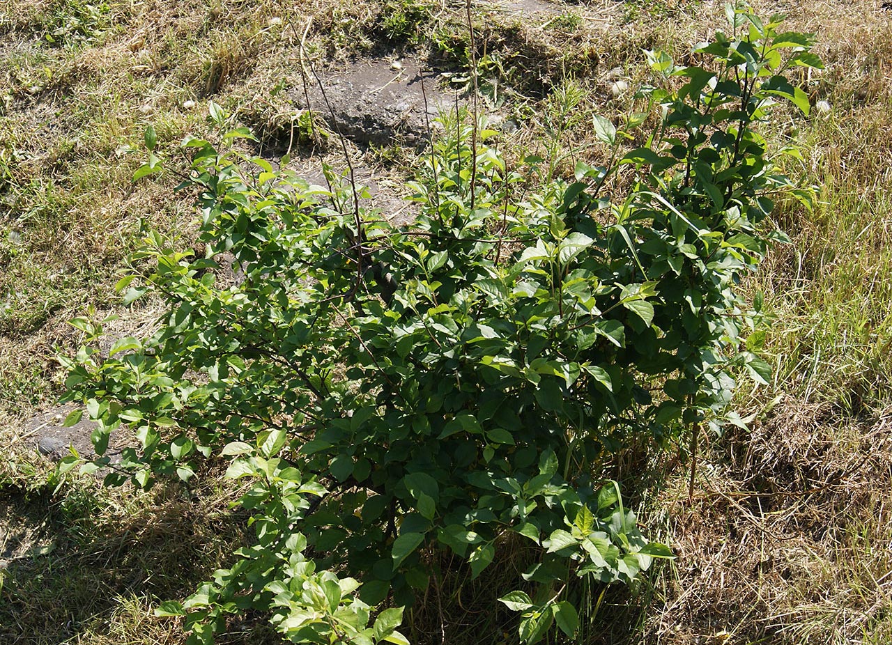 Изображение особи Malus domestica.