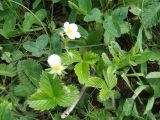 Fragaria campestris