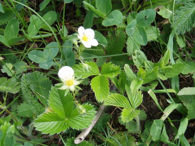 Изображение особи Fragaria campestris.