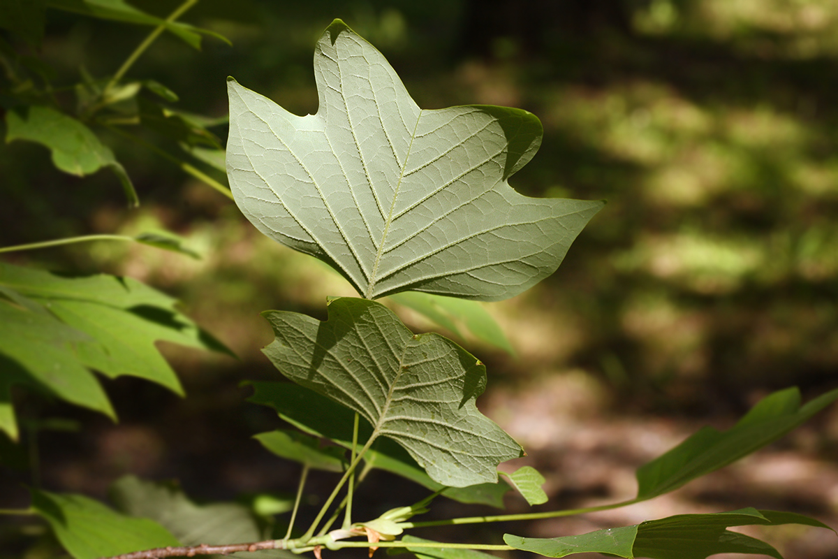 Image of Liriodendron tulipifera specimen.