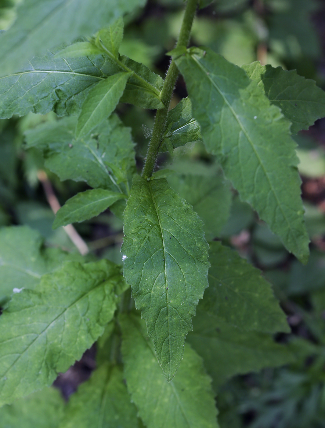 Image of Arabis pendula specimen.