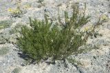 Artemisia dracunculus