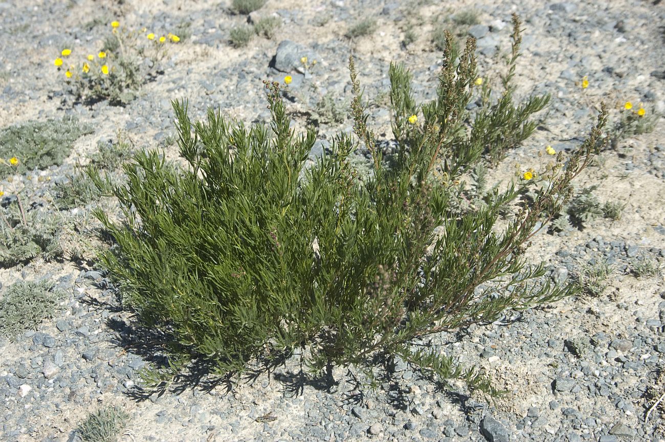 Изображение особи Artemisia dracunculus.