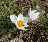 Crocus tauricus