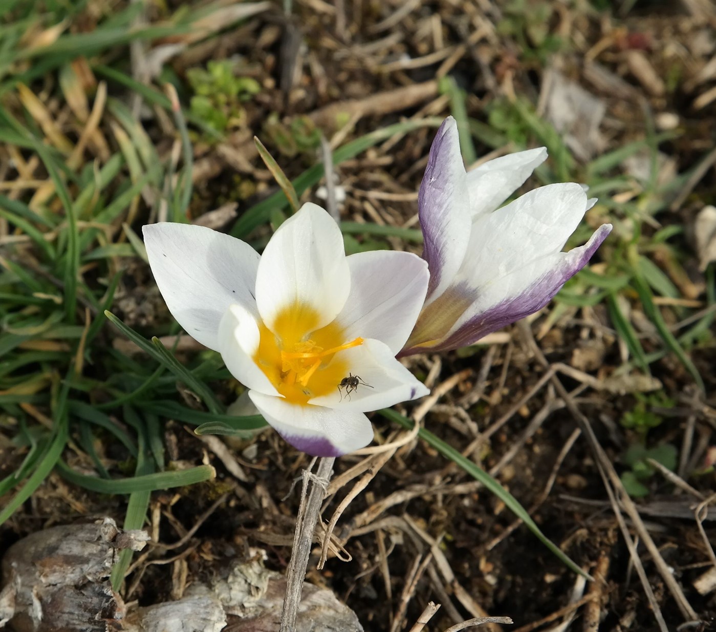 Изображение особи Crocus tauricus.