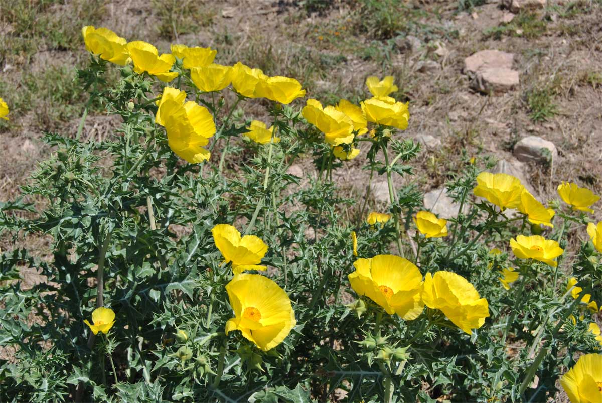 Image of Argemone mexicana specimen.