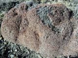 Acantholimon schemachense
