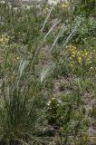 genus Stipa. Цветущее растение. Горный Крым, гора Южная Демерджи. 21.06.2009.