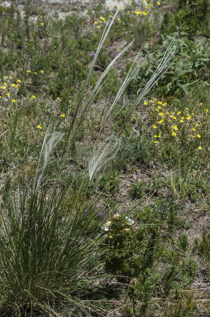 Image of genus Stipa specimen.