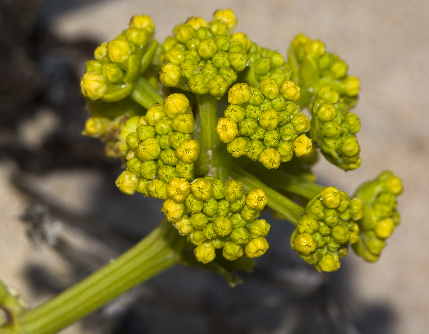 Изображение особи Astydamia latifolia.