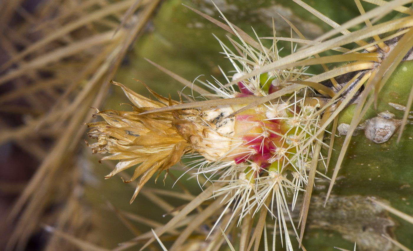 Изображение особи Echinocactus grusonii.