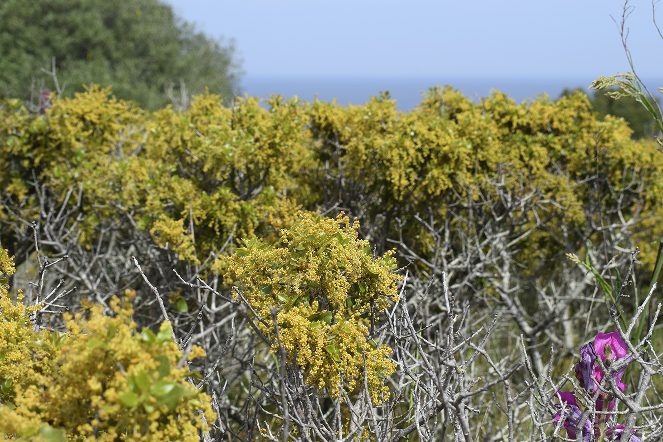 Изображение особи Quercus coccifera.