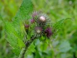 Carduus bicolorifolius. Верхушка растения с нераспустившимися соцветиями. Украина, Львовская обл., Сколевский р-н, национальный природный парк \"Сколевские Бескиды\", окр. с. Каменка, на лугу возле речки. 14.05.2018.