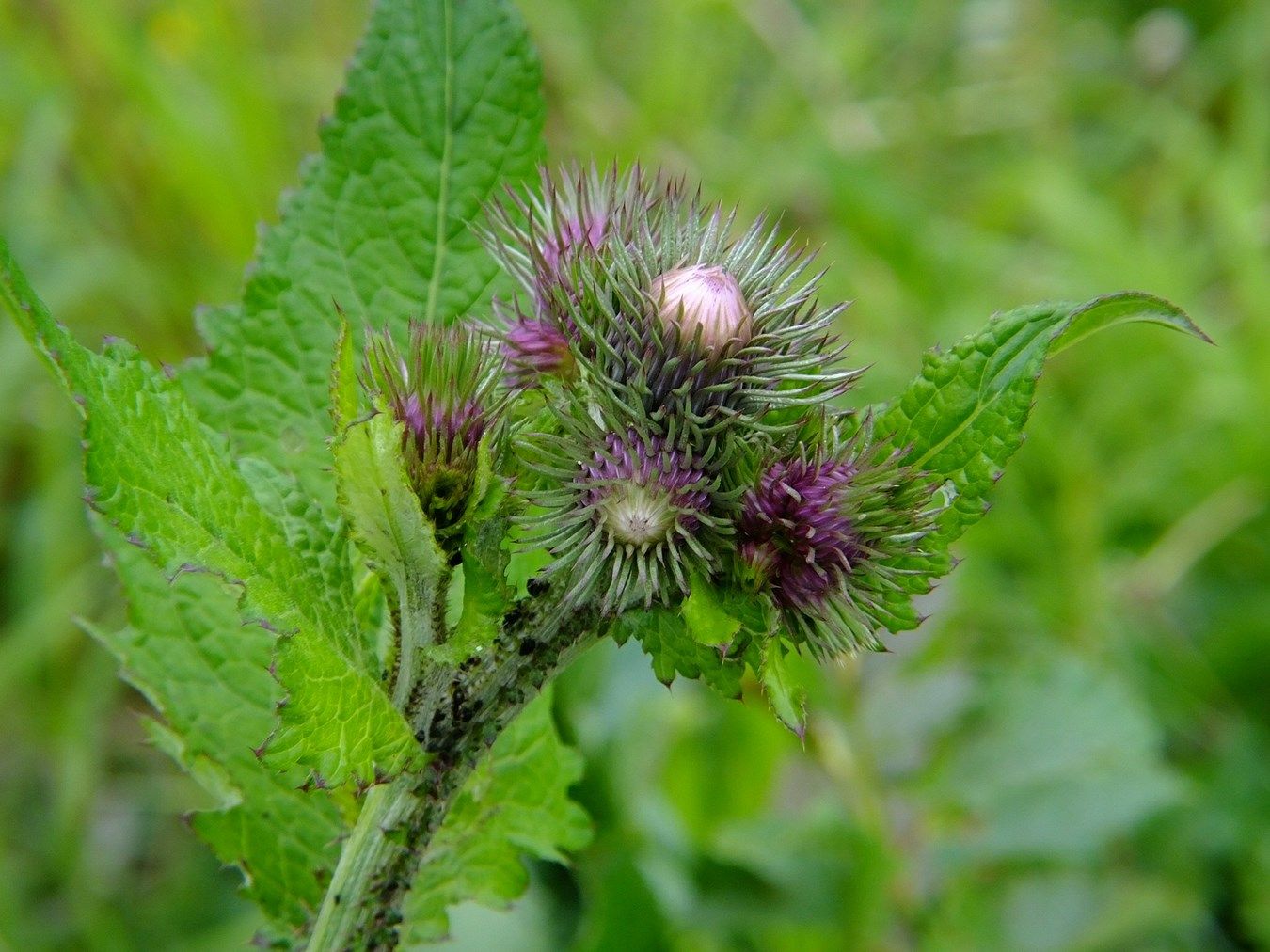 Image of Carduus bicolorifolius specimen.