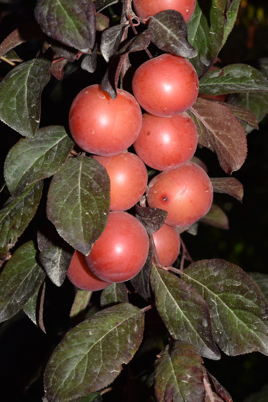 Image of Prunus cerasifera var. pissardii specimen.