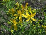 Hypericum perforatum. Соцветие. Крым, Севастополь, бух. Казачья, степь. 28 мая 2010 г.