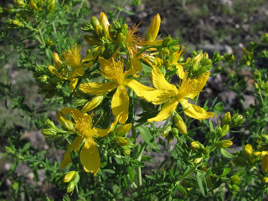 Image of Hypericum perforatum specimen.