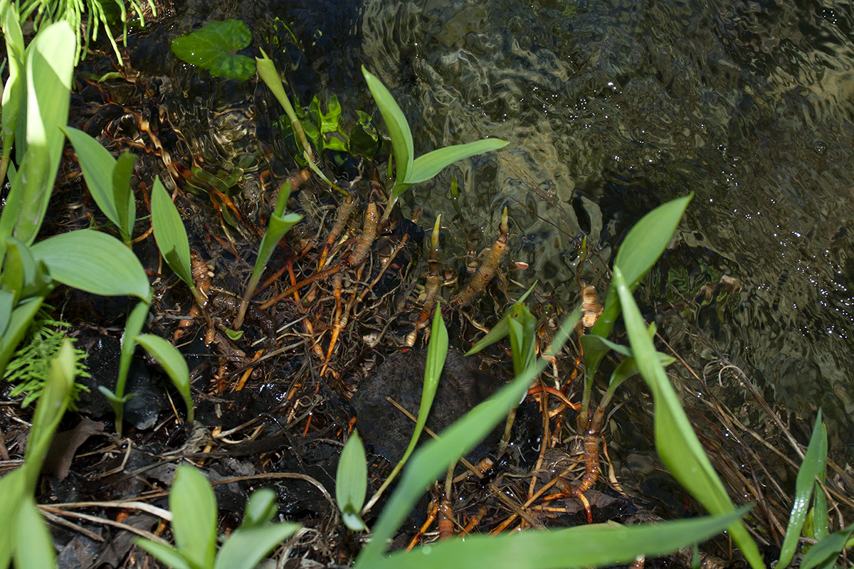Изображение особи Convallaria majalis.